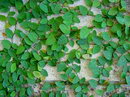 creeping fig